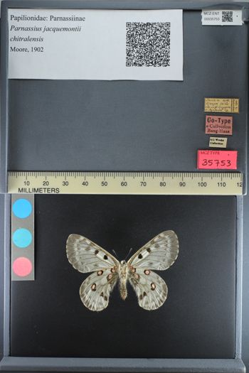 Media type: image;   Entomology 35753